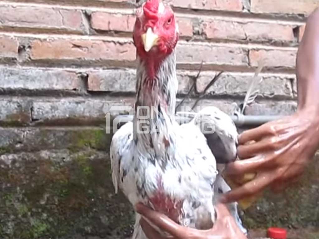 cara memandikan ayam
