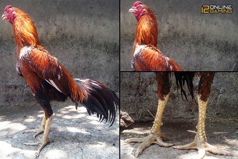 Melatih-Ayam-Bangkok-Menjadi-Ayam-Pembunuh