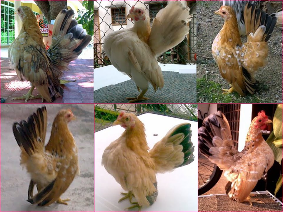 Mengenal Ayam Hias Serama