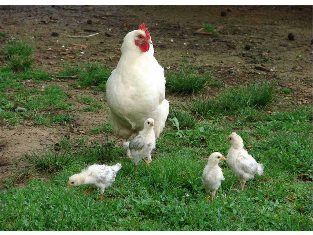 Cara Merawat Anakan Ayam Agar Cepat Besar