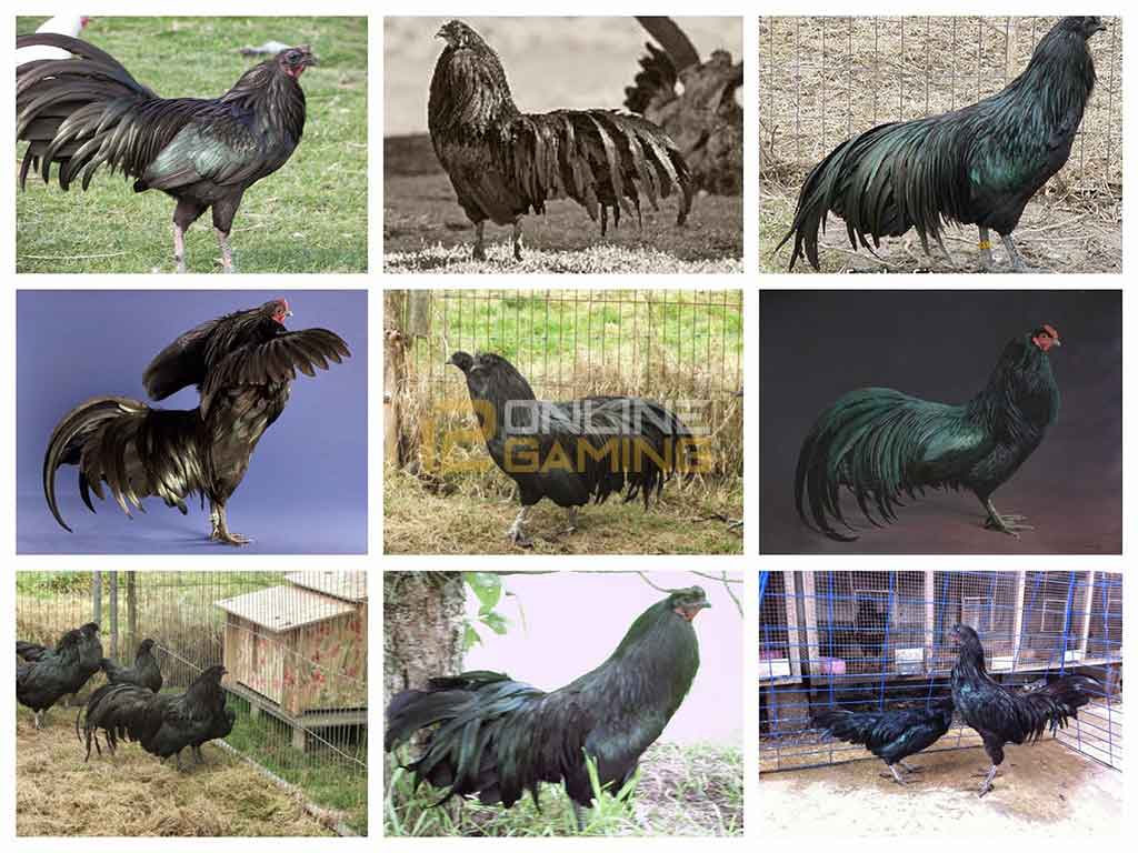 Mengenal Ayam Aduan Black Sumatra