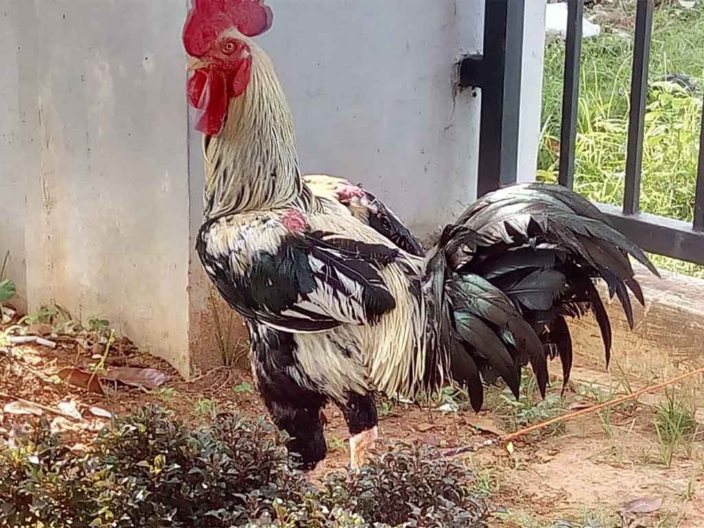 Mengenal Ayam Gaok Madura