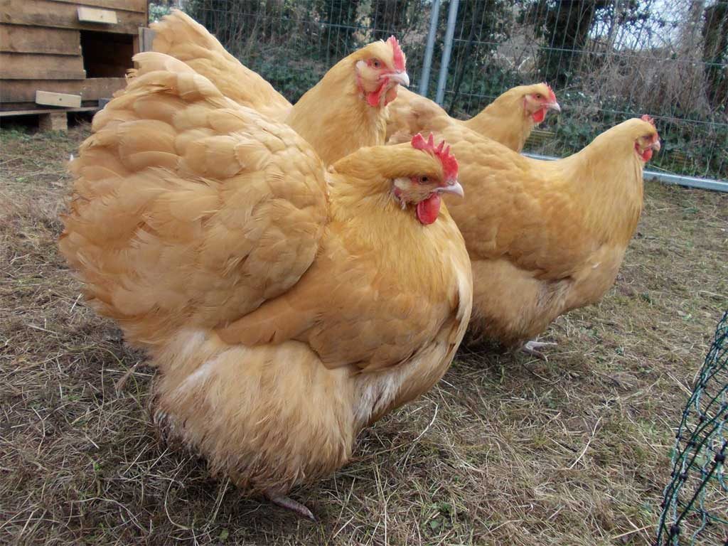 Mengenal Ayam Orpington