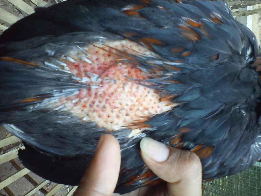 Tips Mengatasi Ayam Kanibalisme