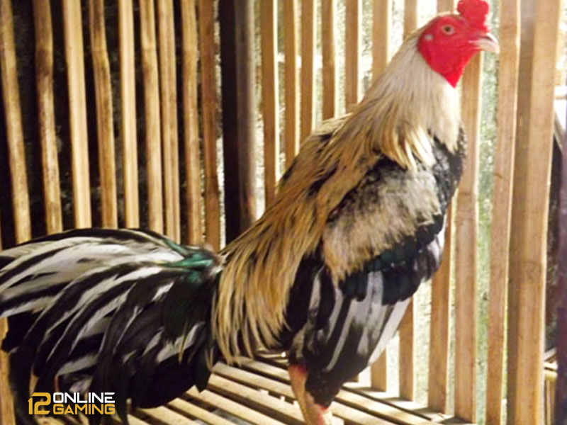 Mengenal Ayam Bangkok Jalak Emas