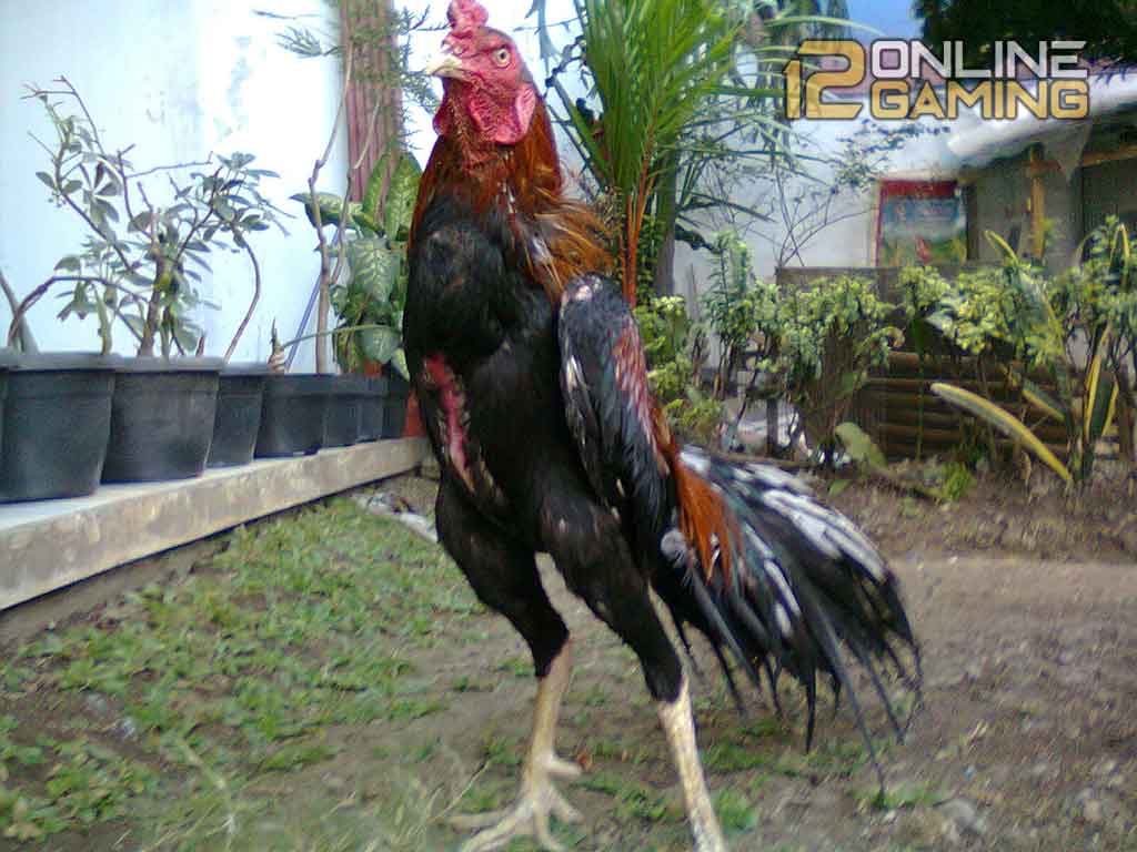 Ciri Ayam Bangkok Kelas Berat