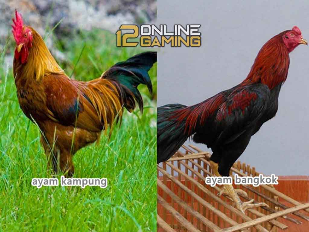 Perbedaan Ayam Bangkok Dan Ayam Kampung