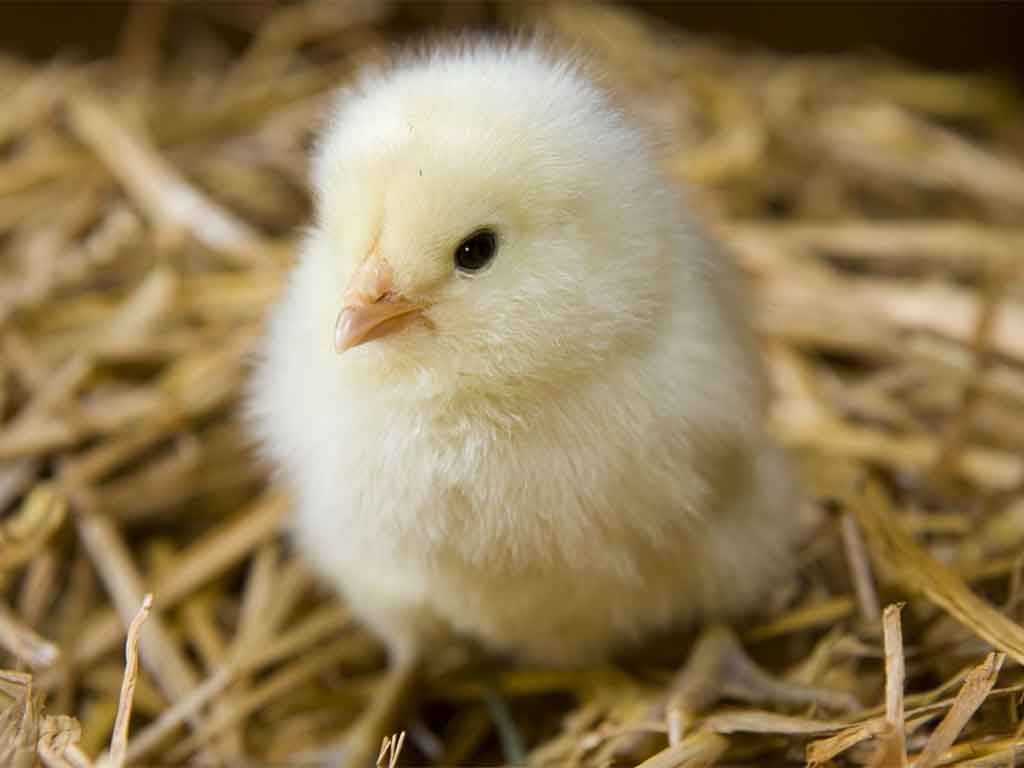 Cara Pemberian Pakan Untuk Anakan Ayam