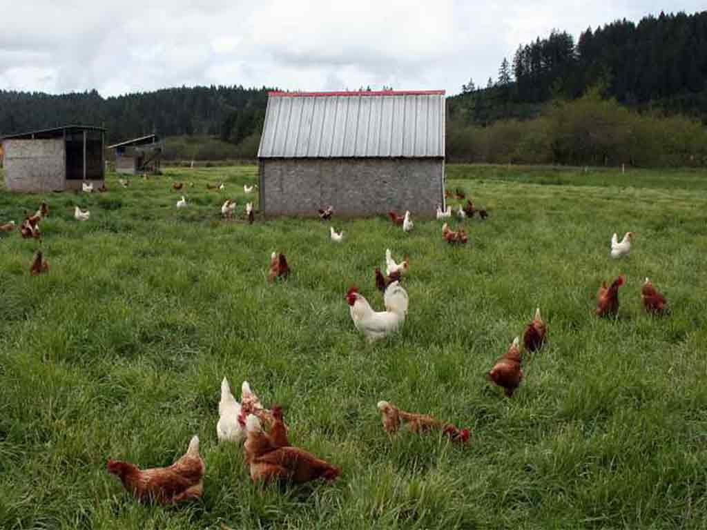Ciri Lokasi Yang Baik Untuk Ternak Ayam