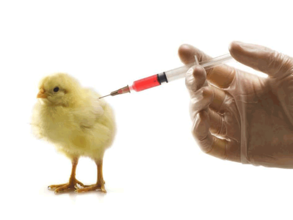 Jenis Vaksin Untuk Ayam Aduan