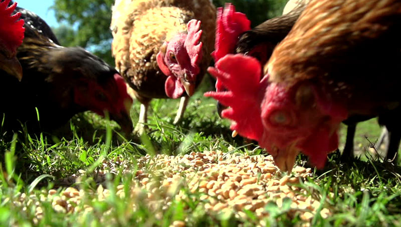Mengatasi Ayam Aduan Yang Kehilangan Napsu Makan