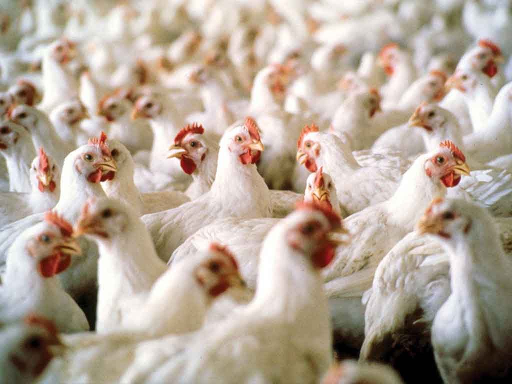 Tips Jitu Beternak Ayam Pejantan