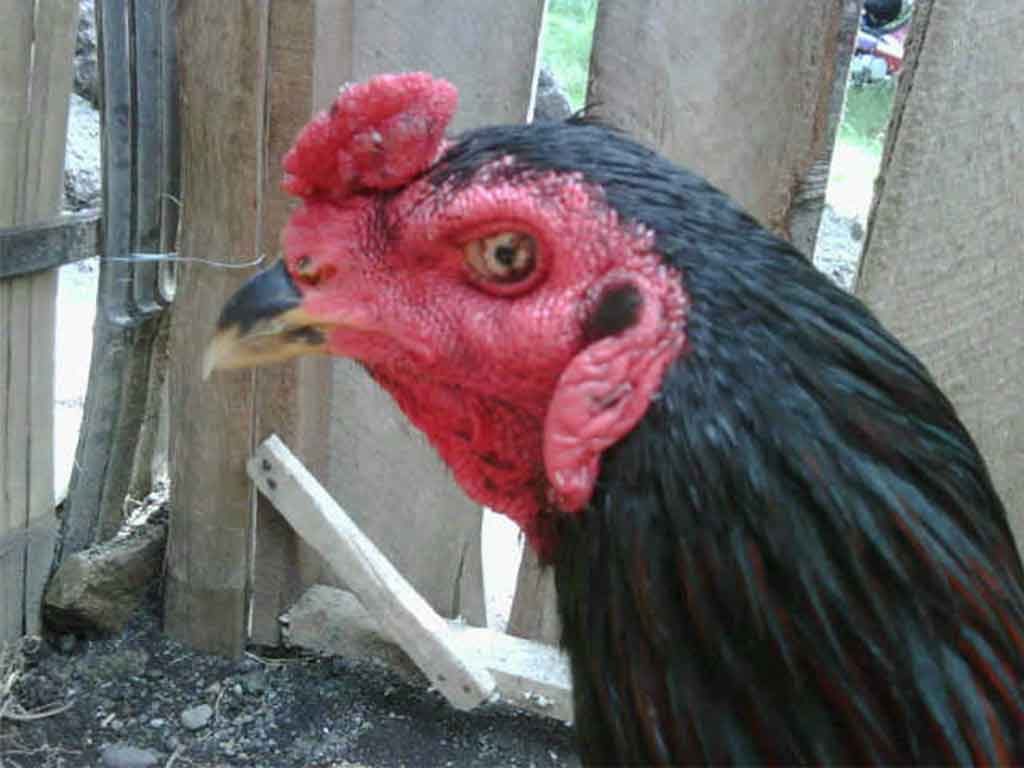 Tips Mengobati Luka Mata Pada Ayam