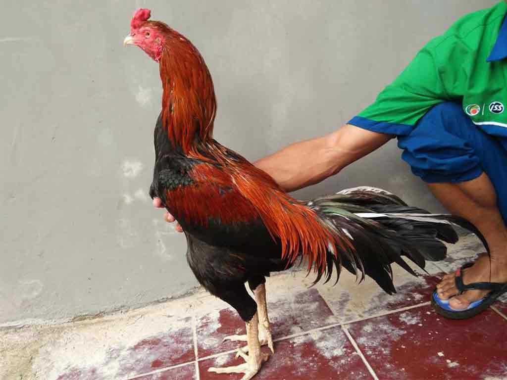 Tips Mengobati Luka Memar Ayam Aduan