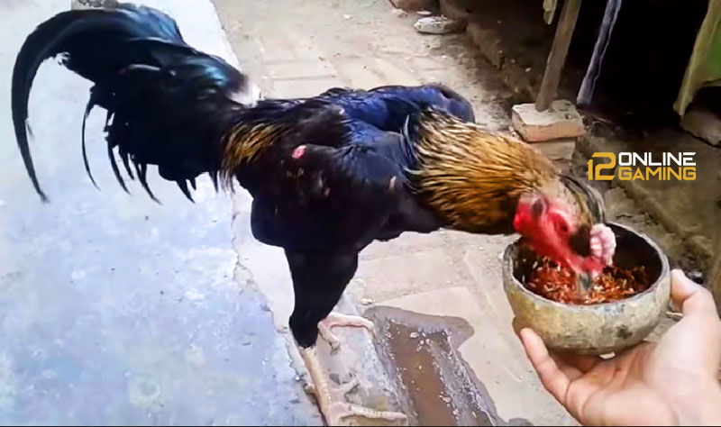 Cara Pemberian Beras Merah Ke Ayam Aduan