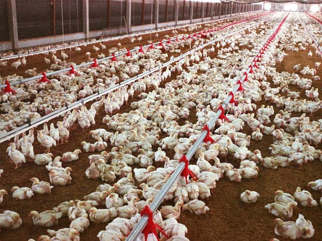 Kesehatan Dan Kesejahteraan Ayam Dalam Industri Komersial