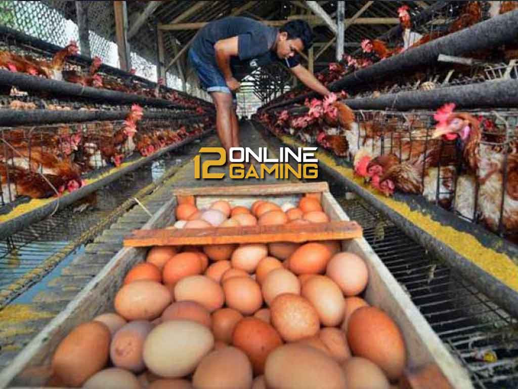 Panduan Meningkatkan Produksi Telur Ayam