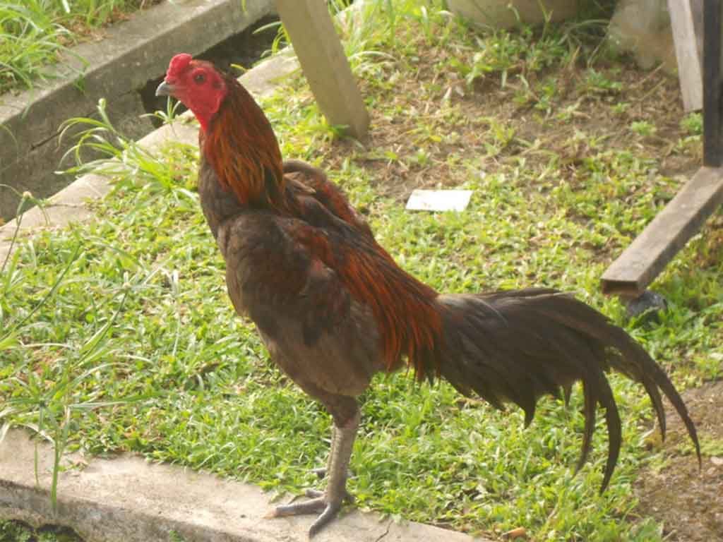 Alasan Ayam Bangkok Sangat Terkenal