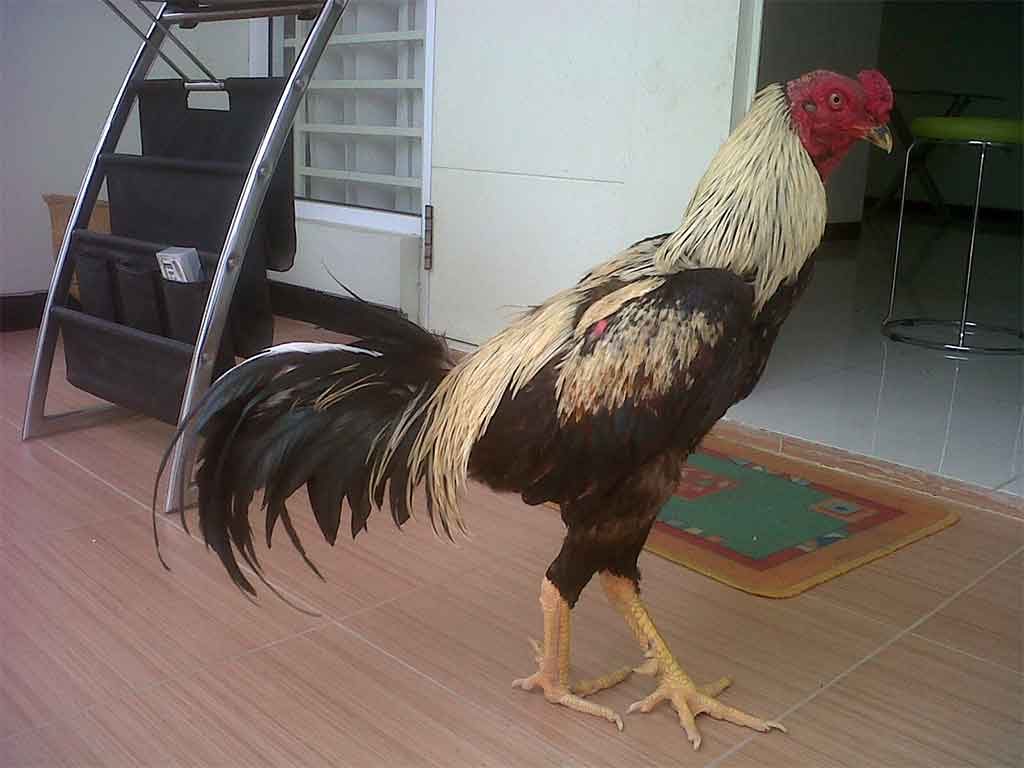 Ayam Aduan Yang Memiliki Kekuatan Mistik