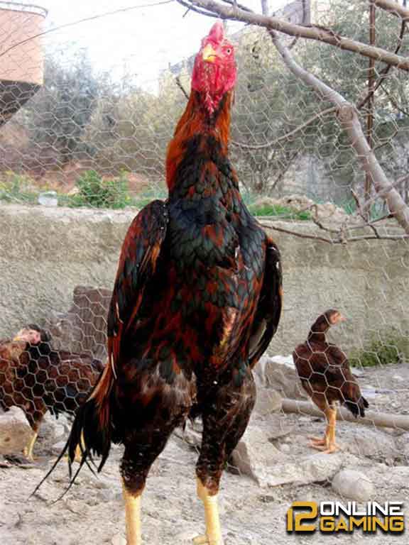Kenali Jenis Ayam Aduan Yang Terpopuler