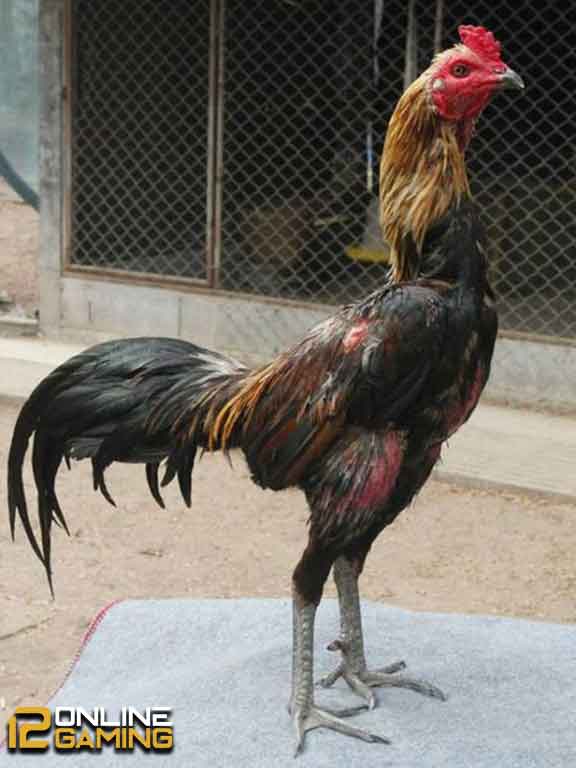 Kenali Jenis Ayam Aduan Yang Terpopuler2