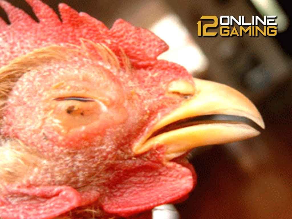 Cara Obati Ngorok Pada Ayam Petarung