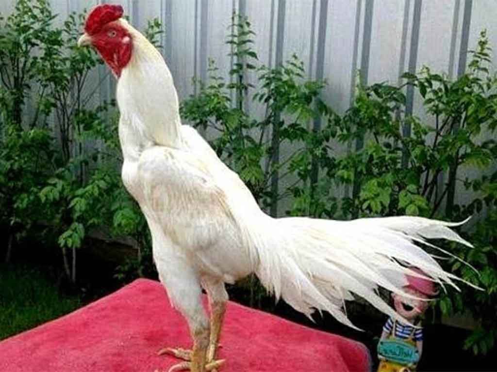 Ciri Ayam Yang Dapat Mendatangkan Tuah