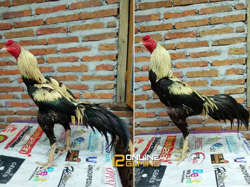 Ciri-ciri Ayam Bangkok Wido