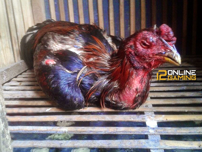 Gejala Penyakit Kolera Pada Ayam Aduan
