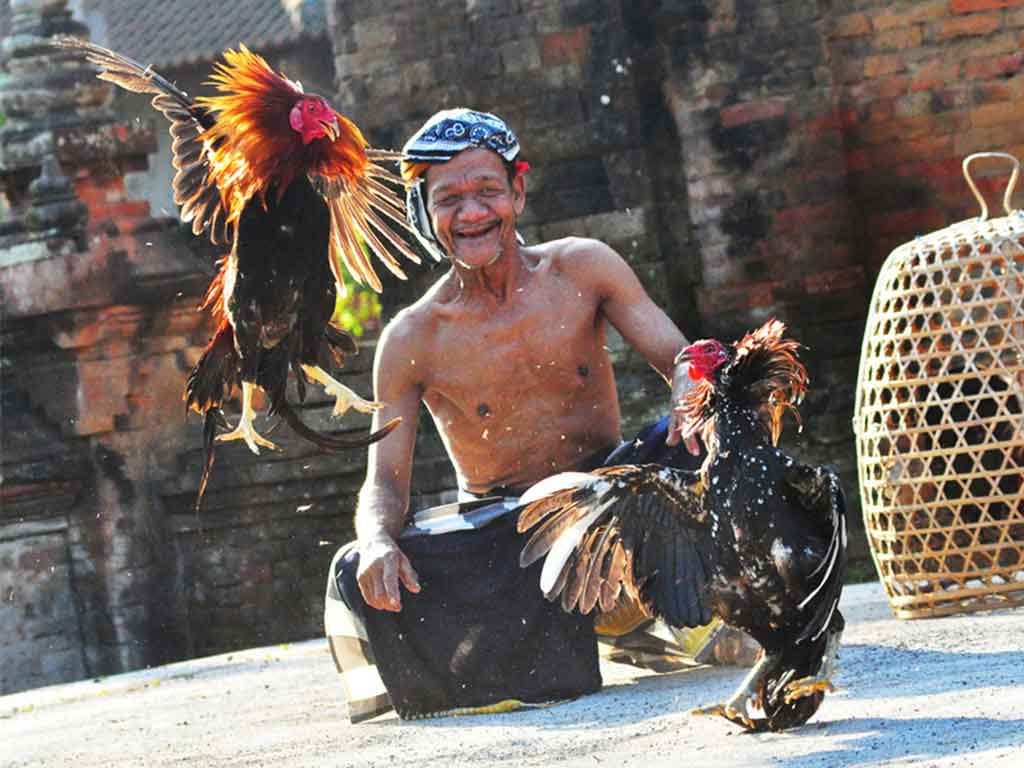 Mengenal Sebutan Dalam Sabung Ayam Tajen Bali