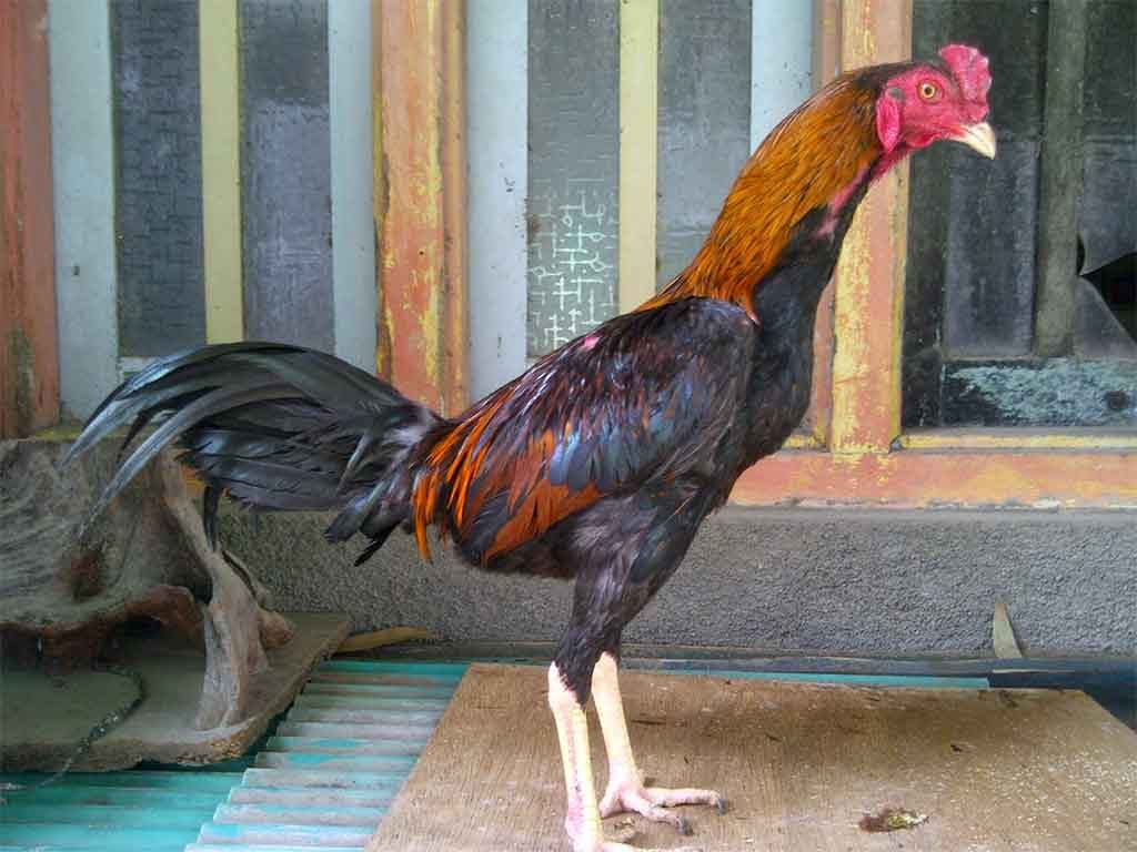 Mengenali Ciri Ayam Pakhoy