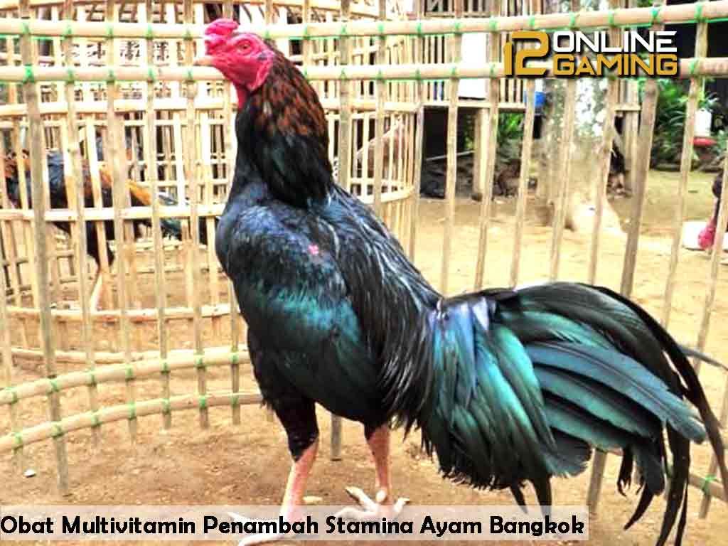 Obat Multivitamin Penambah Stamina Ayam Bangkok