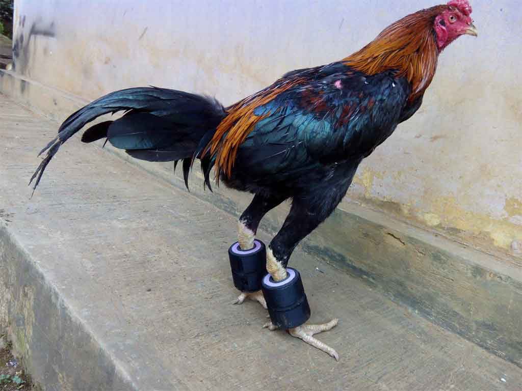 Rahasia Latihan Pukulan Maut Ayam Aduan