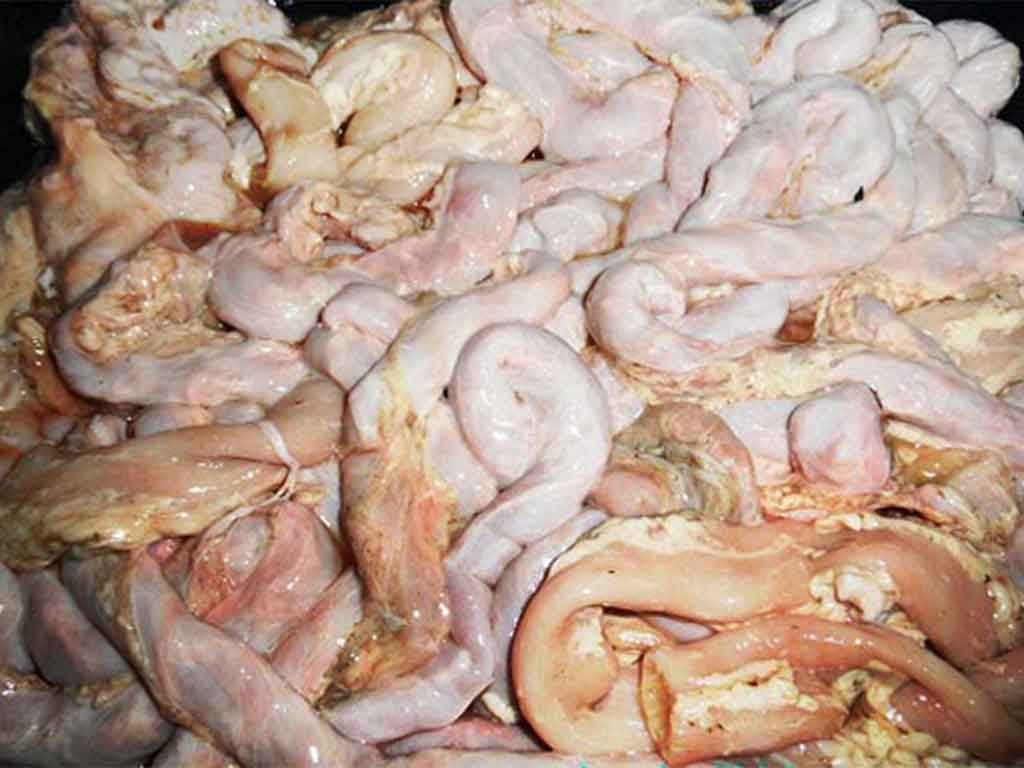 Tips Membersihkan Kotoran Di Usus Ayam