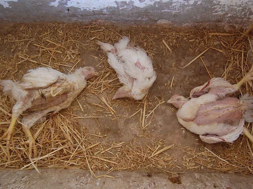 Tips Mencegah Penyakit AE Pada Ayam