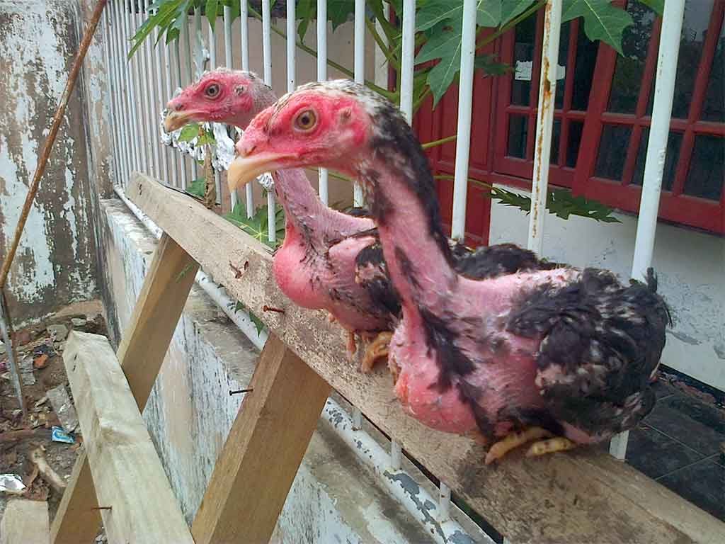 Tips Menumbuhkan Bulu Ayam Bangkok Yang Rusak
