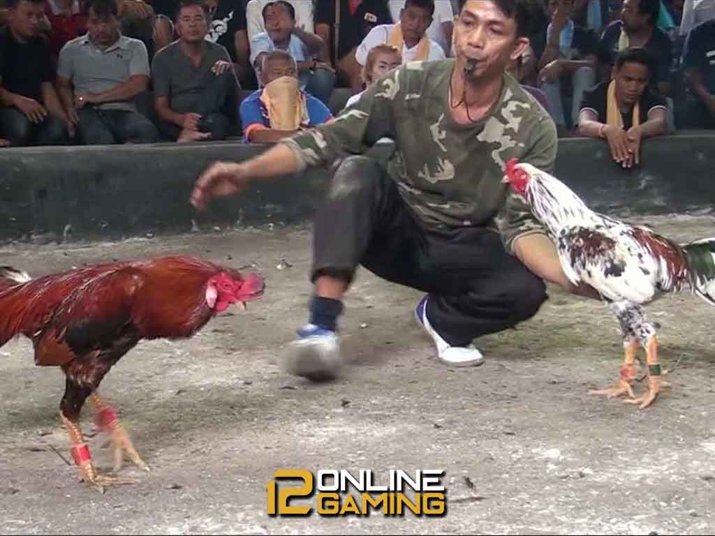Mengenal Budaya Sabung Ayam Thailand