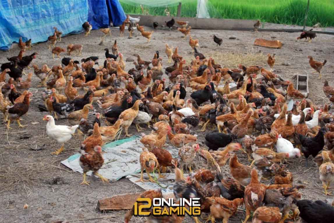 Dua Sistem Cara Ternak Ayam Kampung