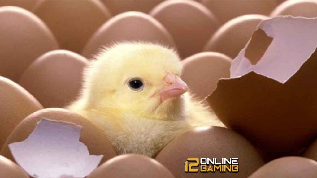 Cara Memilih Telur Ayam Kampung Untuk Ditetaskan